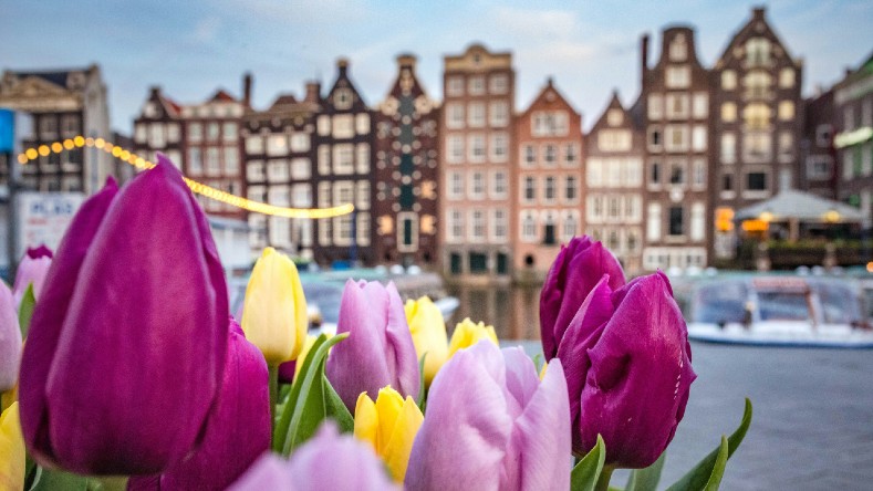 Tulips and a view of Amsterdam.